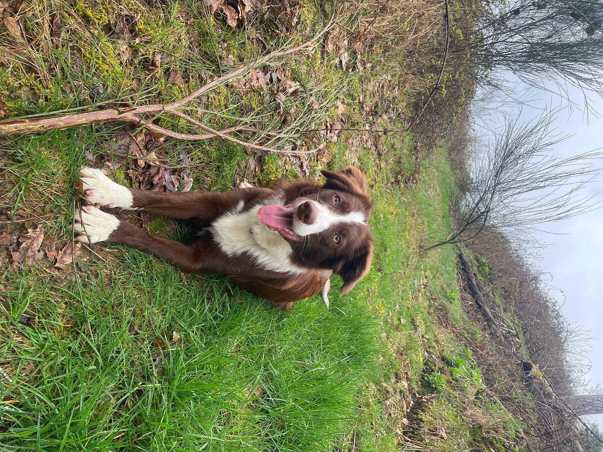 Arya a rejoint le concours — aidez-le/la à gagner de superbes lots ! canidae, carnivore, companion_dog, dog, dog_breed, fawn, felidae, grass, herding_dog, paw, plant, small_to_medium_sized_cats, sporting_group, tail, terrestrial_animal, tree, water, whiskers, working_animal, working_dog