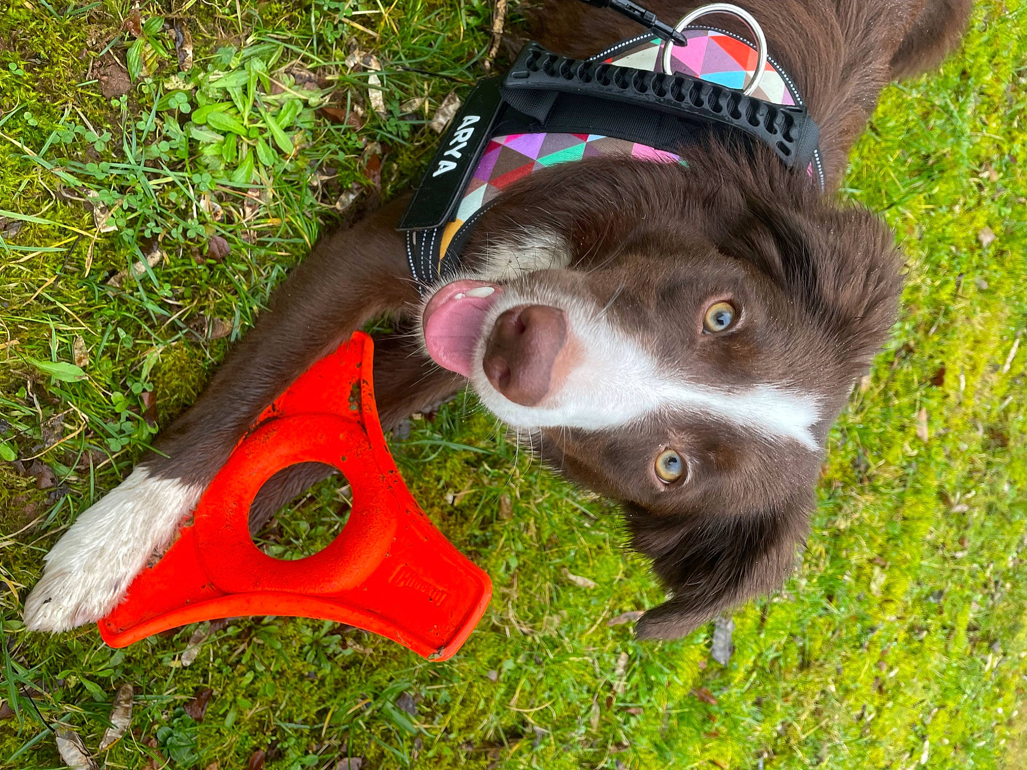 Arya participe au concours pour gagner de l'argent avec cette photo : canidae, carmine, carnivore, claw, collar, companion_dog, dog, dog_breed, fashion_accessory, fur, grass, liver, paw, personal_protective_equipment, snout, sporting_group, tail, working_animal