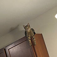 Willow is registered to the contest to win money with this photo: cat, tabby_cat, wooden_cabinet, indoor, furniture, curious, pet, animal, climbing, looking_down, ears, whiskers, paws, eyes, ceiling, wall, home, domestic, mammal, resting