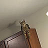 cat, tabby_cat, wooden_cabinet, indoor, furniture, curious, pet, animal, climbing, looking_down, ears, whiskers, paws, eyes, ceiling, wall, home, domestic, mammal, resting