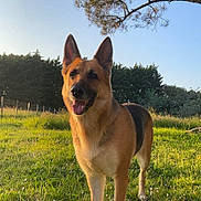 Kira a rejoint le concours — aidez-le/la à gagner de superbes lots ! animal, canine, dog, field, germanshepherd, grass, grassland, green, land, nature, outdoors, park, pet, plant, puppy, sky, tree, vegetation, woodland, yard