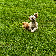 Ripley joined the competition — help win amazing prizes! dog, grass, outdoor, pet, small_dog, green, field, fur, canine, nature, playful, animal, one_ear_up, running, sunny, daytime, cute, fluffy, walking, park