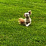 dog, grass, outdoor, pet, small_dog, green, field, fur, canine, nature, playful, animal, one_ear_up, running, sunny, daytime, cute, fluffy, walking, park