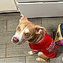 King is registered to the contest to win money with this photo: dog, puppy, blue_eyes, red_jersey, bulls, number_23, tile_floor, kitchen, pet, canine, looking_up, curious, sitting, short_hair, ears, snout, indoor, domestic_animal, animal_clothing, floor