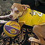 dog, basketball, yellow_jersey, lakers, sports, pet, lying_down, indoor, blanket, brown_dog, white_paws, decorative_pattern, animal, jersey_number, resting, closeup, cute, playing, casual, relaxed