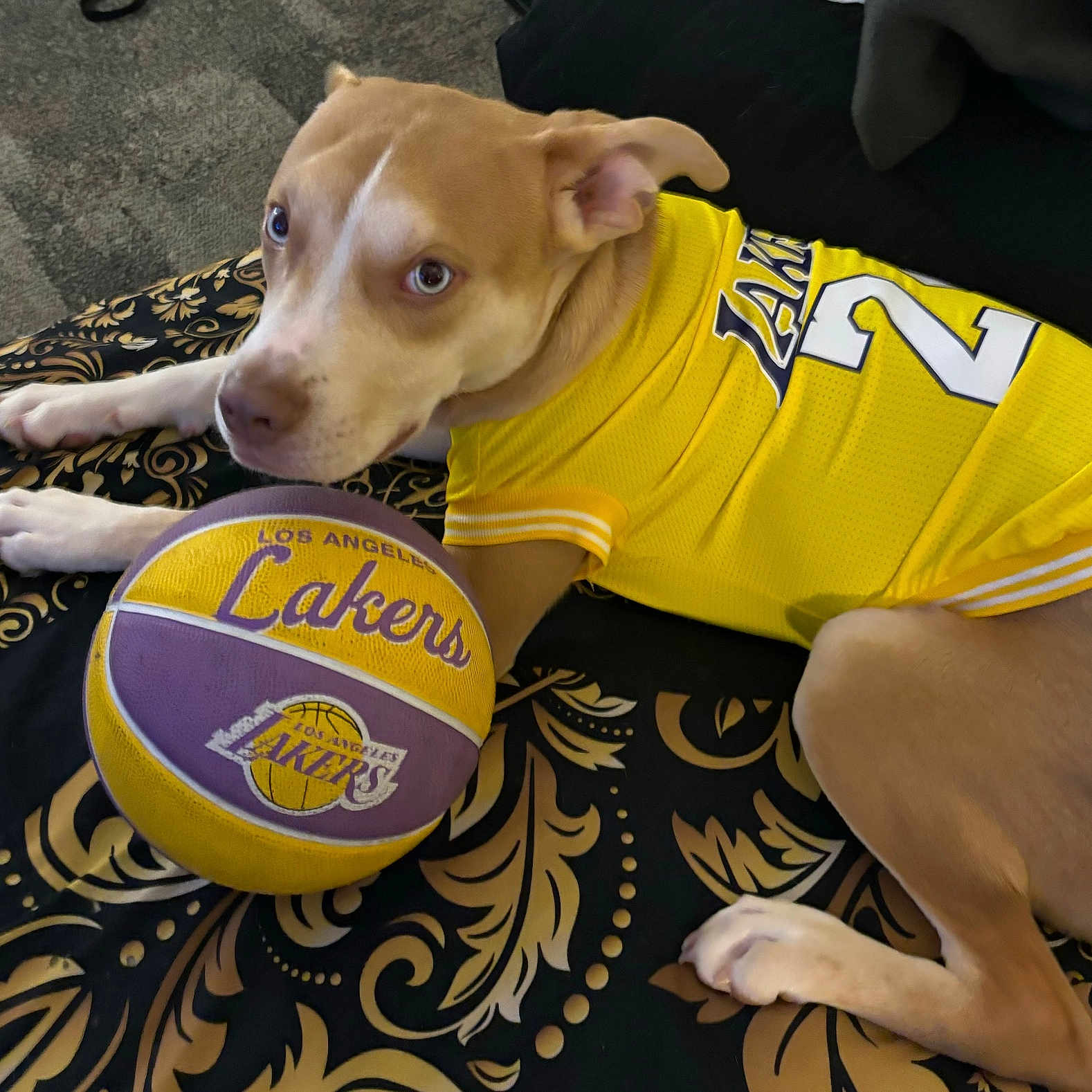 King is registered to the contest to win money with this photo: animal, basketball, blanket, brown_dog, casual, closeup, cute, decorative_pattern, dog, indoor, jersey_number, lakers, lying_down, pet, playing, relaxed, resting, sports, white_paws, yellow_jersey
