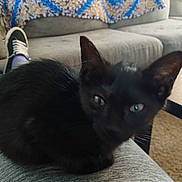 Luna joined the competition — help win amazing prizes! black_cat, kitten, lap, blur, indoor, couch, blanket, sneaker, footwear, carpet, living_room, furniture, pet, animal, closeup, soft_texture, relaxing, home, cozy, domestic