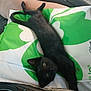 Luna is registered to the contest to win money with this photo: cat, kitten, black_cat, stretching, pillow, green, white, pattern, chair, leather, worn, indoor, pet, animal, relaxing, cute, eyes, fur, whiskers, curious