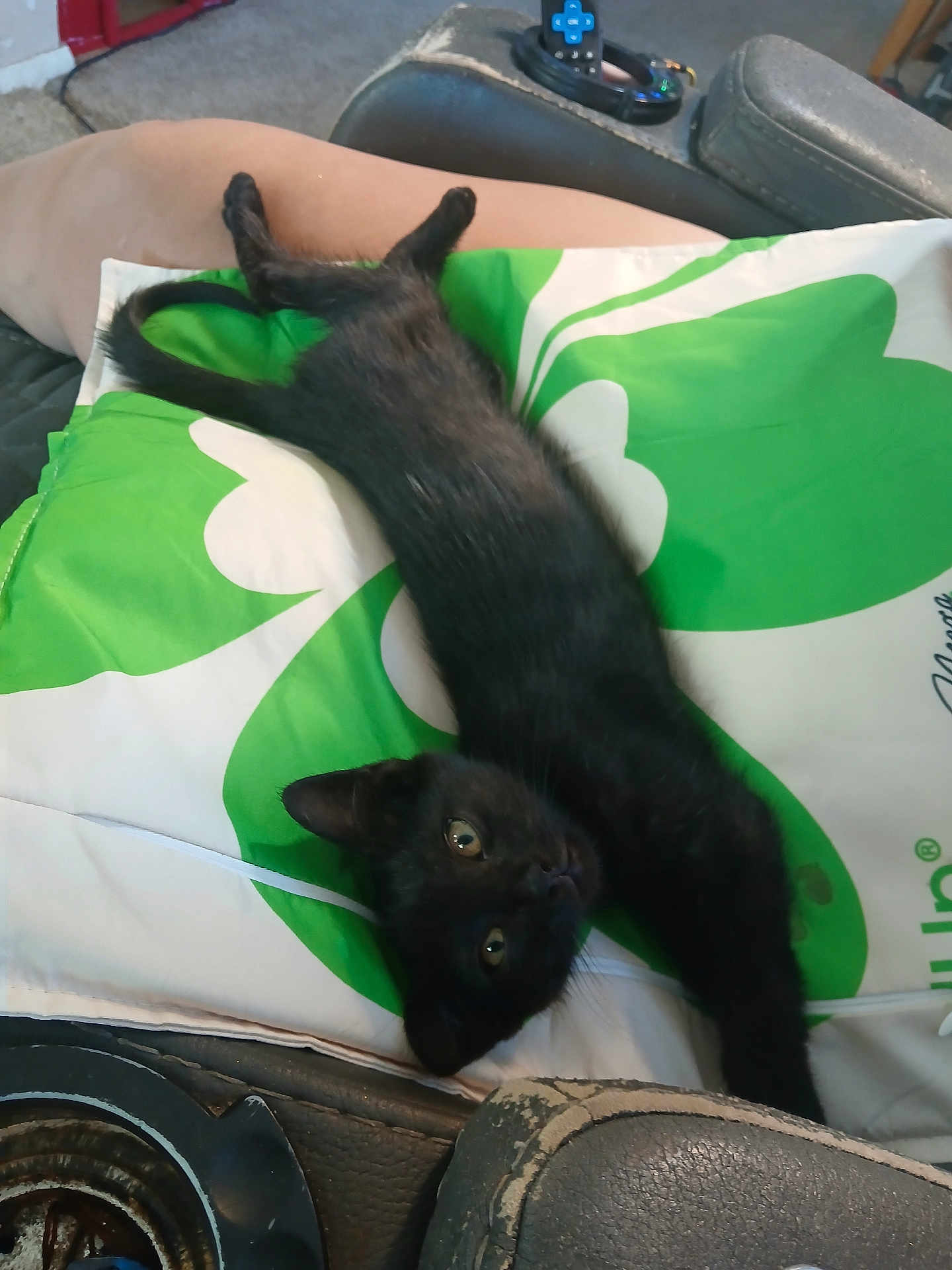 Luna is registered to the contest to win money with this photo: cat, kitten, black_cat, stretching, pillow, green, white, pattern, chair, leather, worn, indoor, pet, animal, relaxing, cute, eyes, fur, whiskers, curious