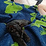 Luna joined the competition — help win amazing prizes! black_cat, kitten, sleeping, blanket, frog_pattern, blue_blanket, green_pattern, indoor, carpet, table, wallet, water_bottle, human_leg, cozy, resting, pet, furry, cute, domestic_animal, relaxation