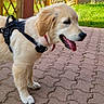animal, canine, collar, cute, daylight, dog, fence, golden_retriever, grass, happy, harness, nature, outdoor, pavement, pet, puppy, side_view, tongue_out, walking_surface, young_dog