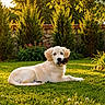 backyard, canine, dog, flower, garden, golden_retriever, grass, greenery, leaves, nature, outdoor, peaceful, pet, plant, puppy, relaxing, summer, sunlight, sunset, tree