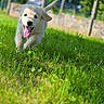 animal, blurred_background, daytime, dog, ears_flapping, energetic, golden_retriever, grass, greenery, happy, mammal, nature, outdoor, pet, playful, puppy, running, sunny, tongue_out, young
