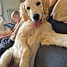 blanket, casual, child, couch, cozy, dog, family, furniture, golden_retriever, happy, home, indoor, person, pet, playing, puppy, relaxing, smiling, tablet, tongue_out