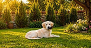 Baya participe au concours pour gagner de l'argent avec cette photo : animal, canine, cute, dog, flowers, garden, golden_retriever, grass, greenery, nature, outdoor, peaceful, pet, puppy, relaxing, summer, sunlight, sunset, tree, yard