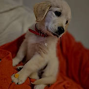 Baya a rejoint le concours — aidez-le/la à gagner de superbes lots ! puppy, dog, golden_retriever, pet, collar, blanket, orange_blanket, indoor, cute, animal, fur, paw, sitting, young, canine, domestic_animal, soft, portrait, curious, cozy