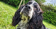 Novac a rejoint le concours — aidez-le/la à gagner de superbes lots ! dog, outdoor, grass, garden, black_and_white, curly_ears, pet, animal, canine, nature, greenery, fur, closeup, portrait, looking_up, daylight, sky, bushes, playful, relaxed