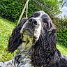 dog, outdoor, grass, garden, black_and_white, curly_ears, pet, animal, canine, nature, greenery, fur, closeup, portrait, looking_up, daylight, sky, bushes, playful, relaxed