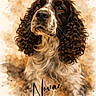 dog, portrait, curly_ears, brown, white, watercolor, artistic, painting_style, pet, animal, close_up, fluffy, face, fur, expression, background, text_overlay, name, canine, cute
