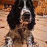 dog, black_and_white, curly_ears, lying_down, tile_floor, fireplace, indoor, pet, canine, fur, muzzle, nose, paws, home_interior, cozy, wood_logs, stone_wall, relaxed, looking_away, domestic_animal