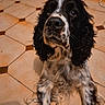 dog, black_and_white, curly_ears, indoor, tiled_floor, firewood, stack, pet, animal, looking_up, cute, long_ears, fur, companion, resting, house, cozy, floor_tiles, domestic, curious