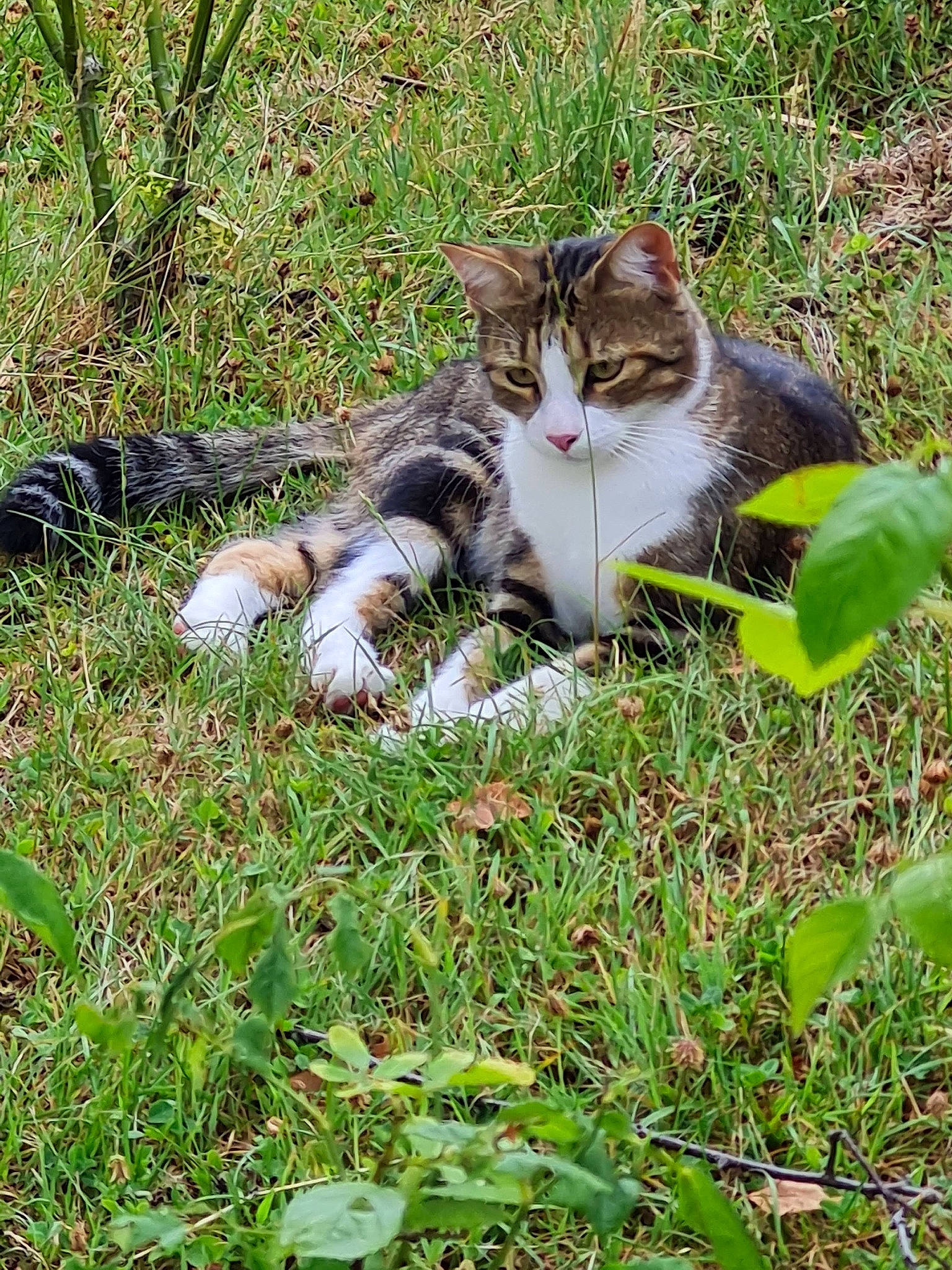 Kyûbi participe au concours pour gagner de l'argent avec cette photo : carnivore, cat, domestic_short_haired_cat, fawn, felidae, fur, grass, grassland, groundcover, herb, herbaceous_plant, plant, small_to_medium_sized_cats, tail, terrestrial_animal, tree, whiskers, wildlife