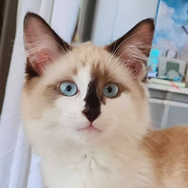 Bahia a rejoint le concours — aidez-le/la à gagner de superbes lots ! balinese, carnivore, cat, domestic_short_haired_cat, door, eye, fawn, felidae, fur, head, paw, pet_supply, small_to_medium_sized_cats, snout, tail, thai, whiskers