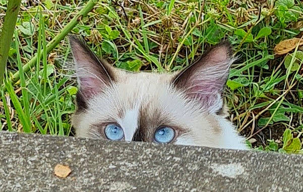 Bahia participe au concours pour gagner de l'argent avec cette photo : carnivore, cat, eye, eyelash, fawn, felidae, fur, grass, iris, plant, siamese, small_to_medium_sized_cats, snout, terrestrial_animal, whiskers, wildlife