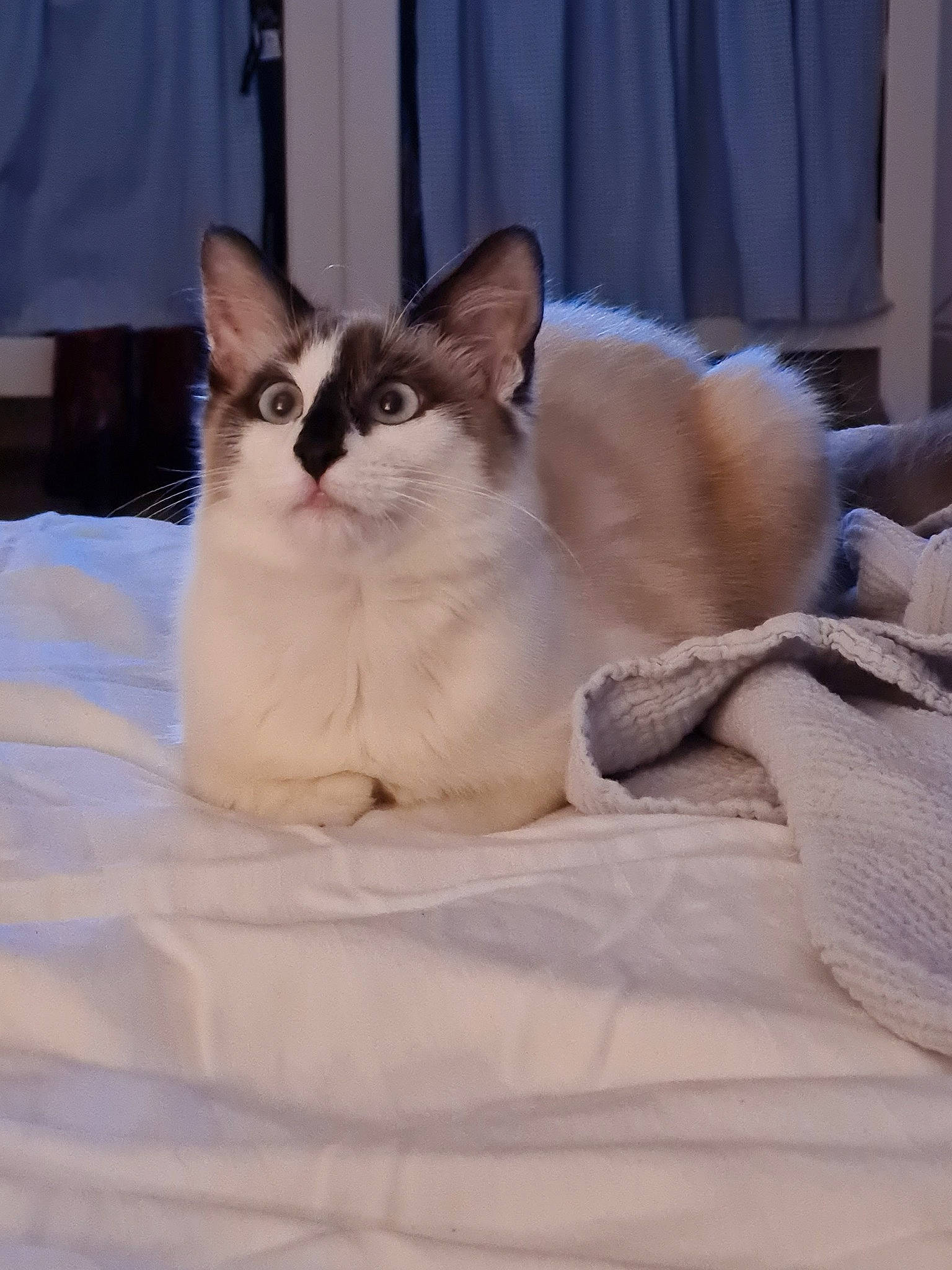 Bahia participe au concours pour gagner de l'argent avec cette photo : carnivore, cat, cat_supply, claw, comfort, curtain, felidae, foot, fur, linens, paw, sitting, small_to_medium_sized_cats, snout, tail, terrestrial_animal, whiskers