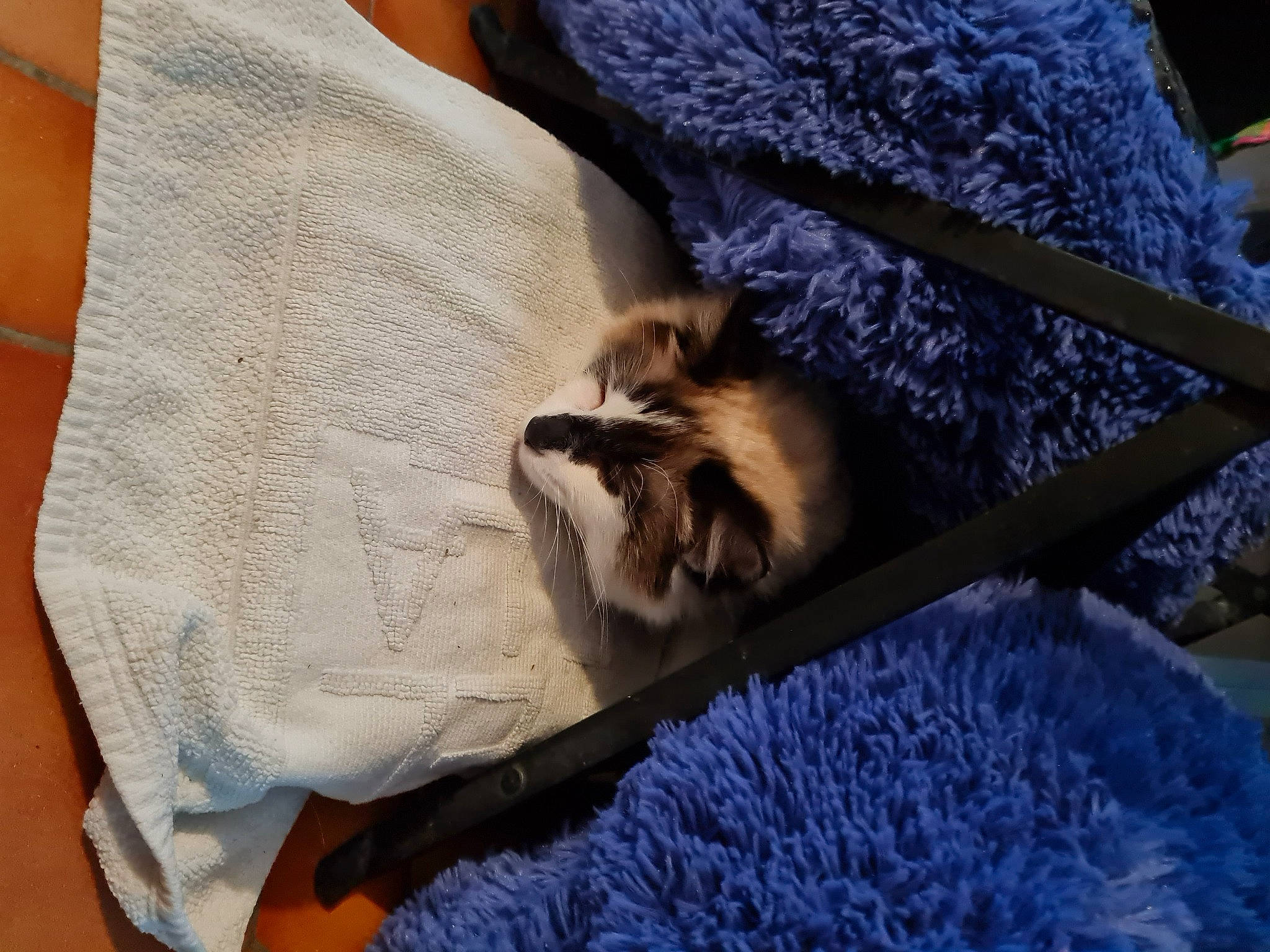 Bahia a rejoint le concours — aidez-le/la à gagner de superbes lots ! bed_sheet, bedding, canidae, carnivore, cat, comfort, companion_dog, dog_breed, duvet, fawn, felidae, fur, linens, nap, room, small_to_medium_sized_cats, tail, textile, whiskers, wood