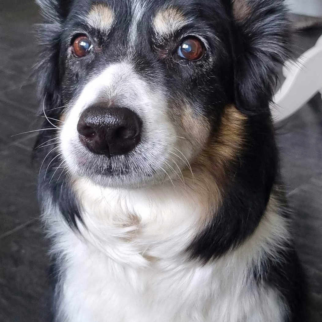 Bonnie joined the competition — help win amazing prizes! animal, bodypart, canine, chihuahua, cockerspaniel, collie, dog, door, eskimodog, face, head, hound, husky, mouth, papillon, person, pet, puppy, snout, teeth