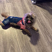 Juice joined the competition — help win amazing prizes! animal, canine, cute, denim_overalls, dog, domestic_pet, flooring, fur, happy, indoor, licking_nose, motion_blur, pet_clothing, playful, puppy, small_dog, striped_shirt, tail, tongue_out, wood_floor