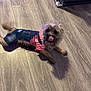 animal, canine, cute, denim_overalls, dog, domestic_pet, flooring, fur, happy, indoor, licking_nose, motion_blur, pet_clothing, playful, puppy, small_dog, striped_shirt, tail, tongue_out, wood_floor