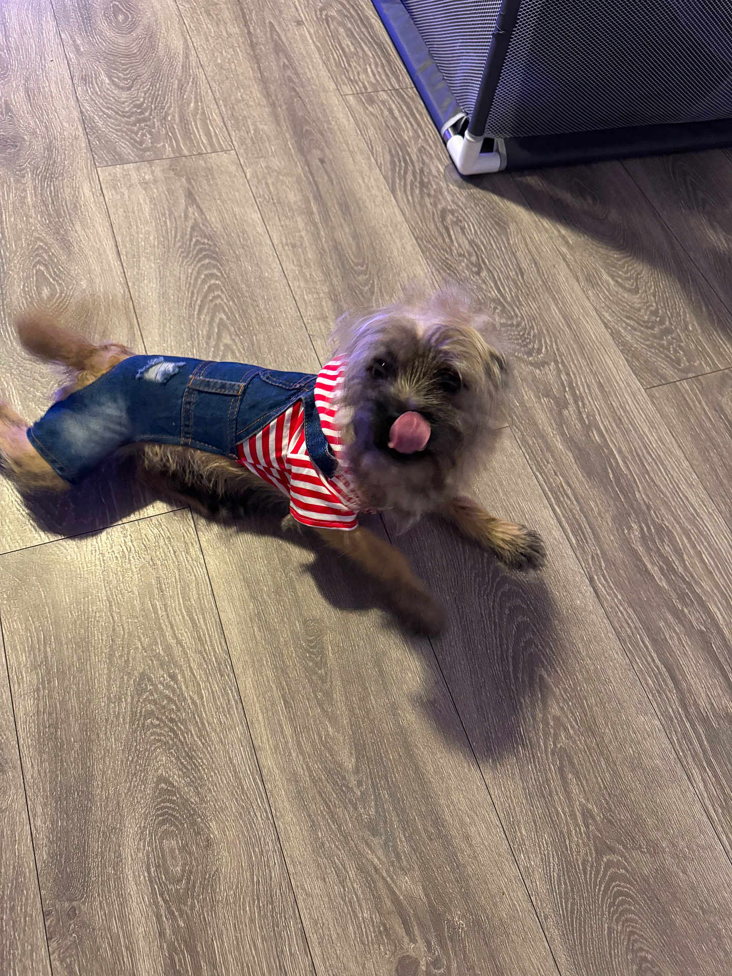 Juice joined the competition — help win amazing prizes! animal, canine, cute, denim_overalls, dog, domestic_pet, flooring, fur, happy, indoor, licking_nose, motion_blur, pet_clothing, playful, puppy, small_dog, striped_shirt, tail, tongue_out, wood_floor