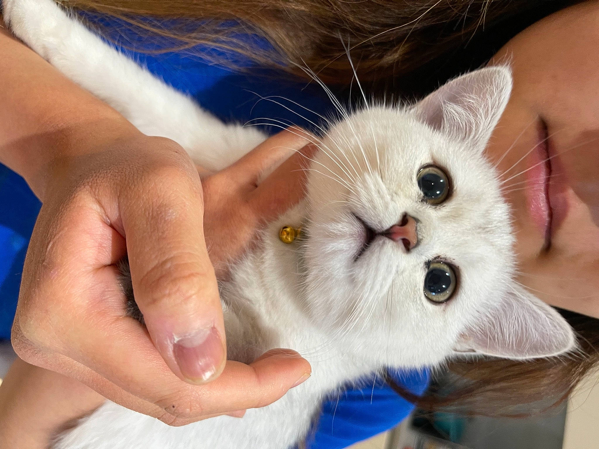 Haru joined the competition — help win amazing prizes! carnivore, cat, claw, comfort, domestic_short_haired_cat, ear, eyelash, felidae, finger, fur, gesture, hand, nail, paw, service, small_to_medium_sized_cats, thumb, whiskers