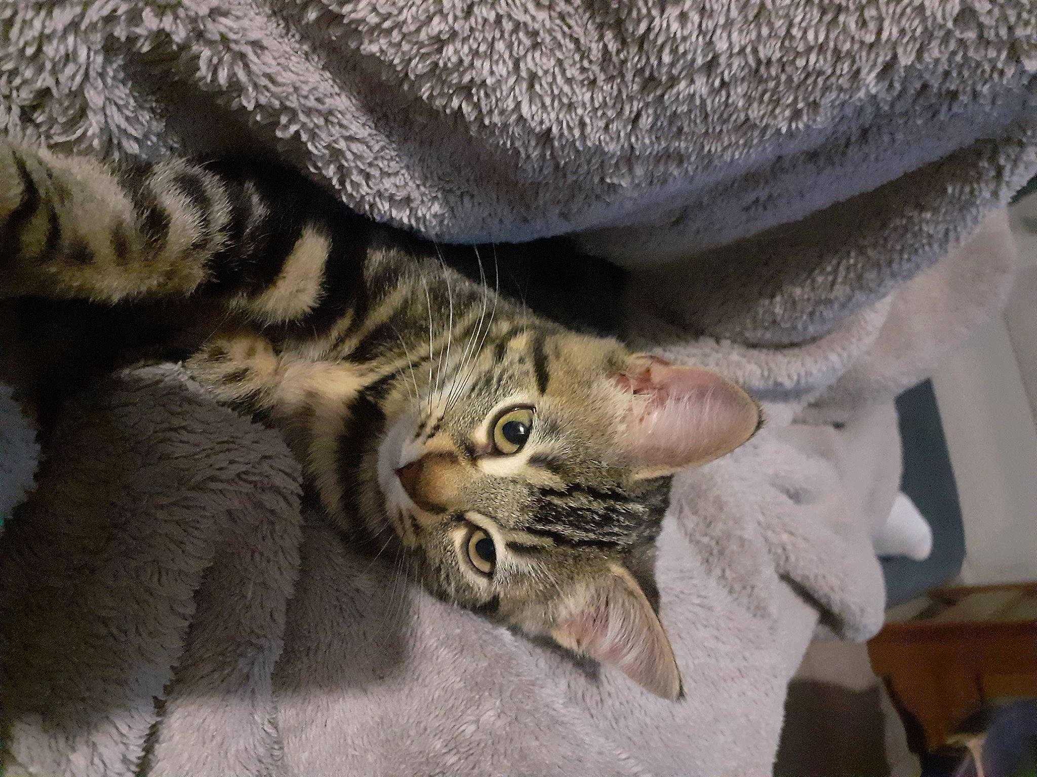 Boubou a rejoint le concours — aidez-le/la à gagner de superbes lots ! carnivore, cat, claw, comfort, domestic_short_haired_cat, ear, felidae, fur, gesture, grey, pattern, paw, sleeve, small_to_medium_sized_cats, snout, tail, terrestrial_animal, whiskers