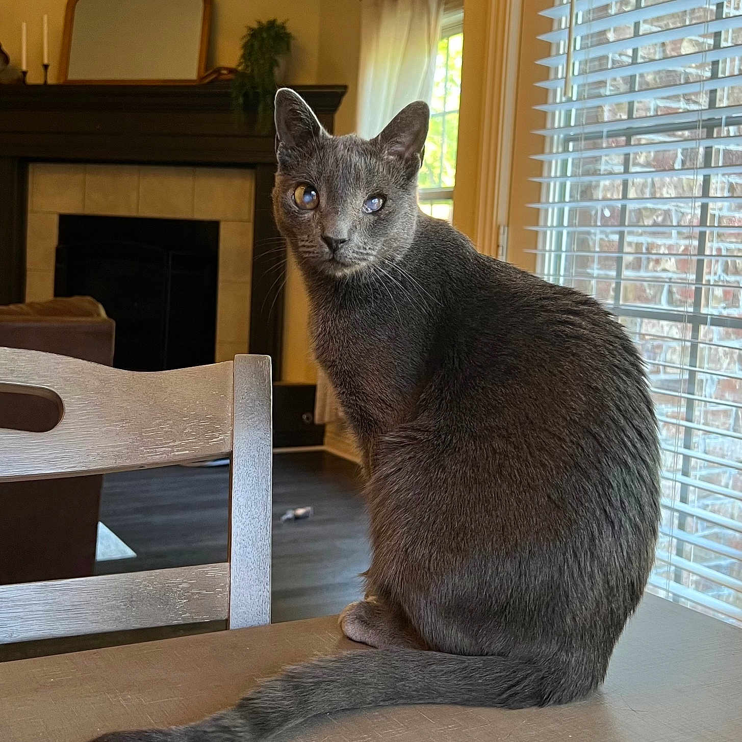 Templeton joined the competition — help win amazing prizes! animal, blinds, cat, chair, cozy, curious, domestic_animal, feline, fur, gray_cat, home, indoor, living_room, pet, portrait, quiet, sitting, sunlight, table, window