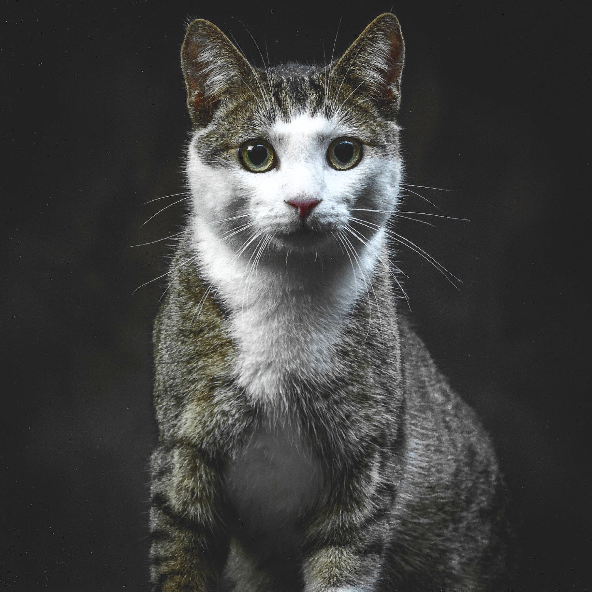 Lucifer participe au concours pour gagner de l'argent avec cette photo : carnivore, cat, darkness, domestic_short_haired_cat, eye, felidae, fur, grey, head, iris, monochrome, monochrome_photography, paw, small_to_medium_sized_cats, snout, tail, terrestrial_animal, whiskers, wildlife