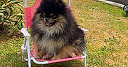 Vasco a rejoint le concours — aidez-le/la à gagner de superbes lots ! dog, pomeranian, lawn_chair, umbrella, pink, grass, garden, outdoor, sunny, pet, fluffy, relaxed, small_chair, canine, fence, daylight, tongue_out, greenery, hedge, summer