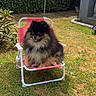 dog, pomeranian, lawn_chair, umbrella, pink, grass, garden, outdoor, sunny, pet, fluffy, relaxed, small_chair, canine, fence, daylight, tongue_out, greenery, hedge, summer