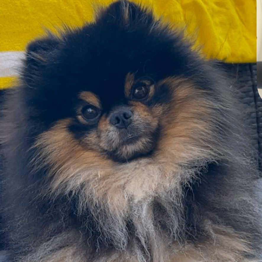 Vasco
