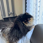 Vasco a rejoint le concours — aidez-le/la à gagner de superbes lots ! dog, pomeranian, fluffy, pet, indoor, blanket, curtains, radiator, window, fur, small_dog, looking_back, cozy, home, bedroom, white_blanket, striped_wall, floor, furniture, domestic_animal
