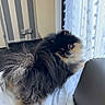 dog, pomeranian, fluffy, pet, indoor, blanket, curtains, radiator, window, fur, small_dog, looking_back, cozy, home, bedroom, white_blanket, striped_wall, floor, furniture, domestic_animal
