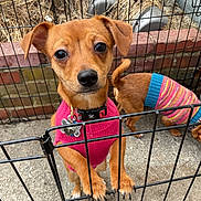 Bella joined the competition — help win amazing prizes! dog, small_dog, pet, sweater, cage, metal_pen, curious, brown_dog, outdoor, brick_wall, concrete_floor, fence, canine, animal, standing, sniffing, colorful_clothing, tail, ears, collar