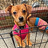 dog, small_dog, pet, sweater, cage, metal_pen, curious, brown_dog, outdoor, brick_wall, concrete_floor, fence, canine, animal, standing, sniffing, colorful_clothing, tail, ears, collar