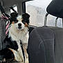 Texas a rejoint le concours — aidez-le/la à gagner de superbes lots ! animal, backseat, black_fur, brown_fur, canine, car_interior, closeup, collar, dog, fur, indoors, leash, pet, portrait, rain_drops, rainy_window, seat, sitting, white_fur, window