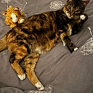 Cleo joined the competition — help win amazing prizes! cat, tabby, bed, stuffed_animal, dandelion_pattern, paws, relaxed, feline, indoor, pet, fur, striped, whiskers, resting, cozy, cute, animal, companion, soft, sleepy