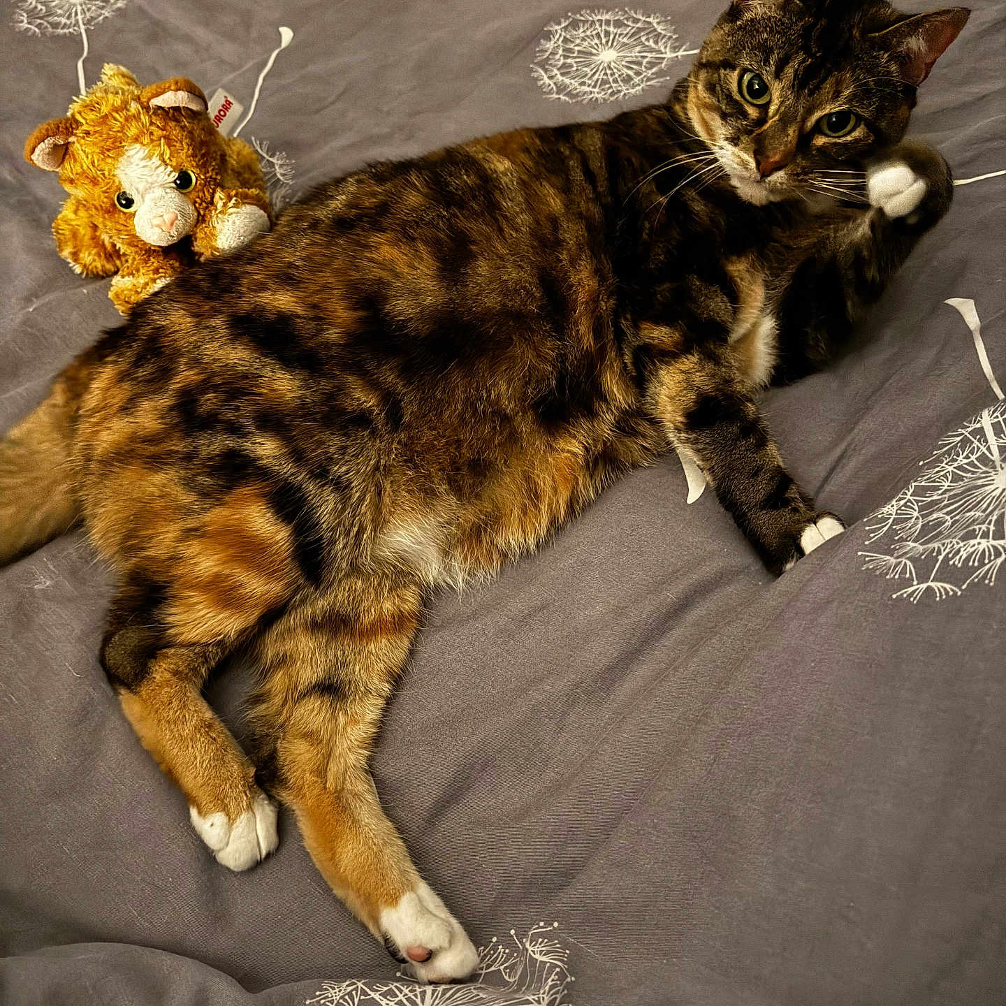 Cleo joined the competition — help win amazing prizes! cat, tabby, bed, stuffed_animal, dandelion_pattern, paws, relaxed, feline, indoor, pet, fur, striped, whiskers, resting, cozy, cute, animal, companion, soft, sleepy