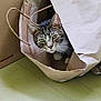 Dev is registered to the contest to win money with this photo: cat, tabby_cat, paper_bag, cardboard_box, green_eyes, curious, pet, indoor, floor, light_green, crumpled_bag, whiskers, ears, animal, hiding, playful, cozy, domestic, feline, paws