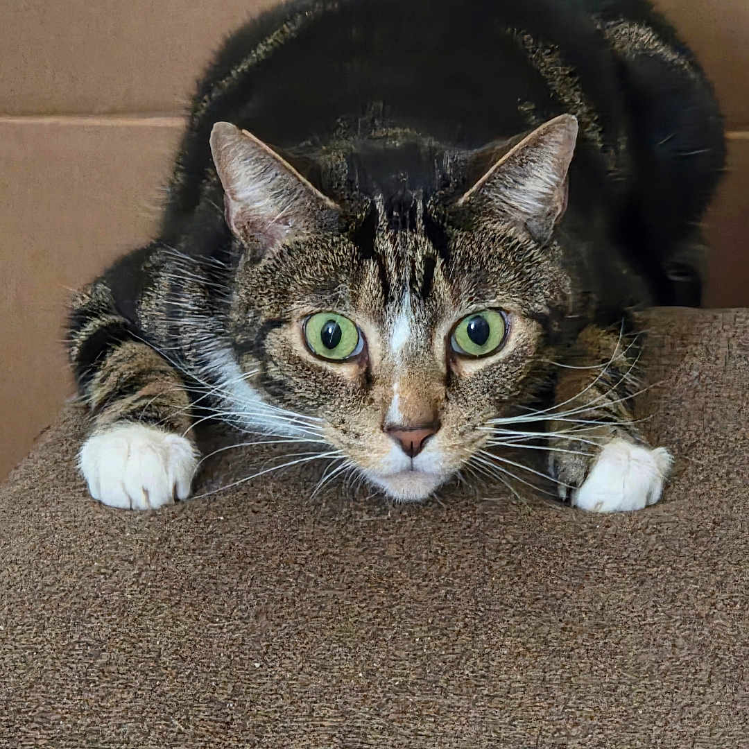 Dev joined the competition — help win amazing prizes! alert, animal, background, brown, cat, closeup, crouching, curious, domestic, feline, focused, fur, green_eyes, indoor, paws, pet, portrait, tabby, texture, whiskers